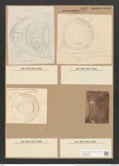 Campylodiscus kittonianus Grev. (de-Toni-Nr.: Genus 57, Species 2510) Zeichnungen Sammlung Grunow Nr. 5023 (NHMW-BOT-W0373278)